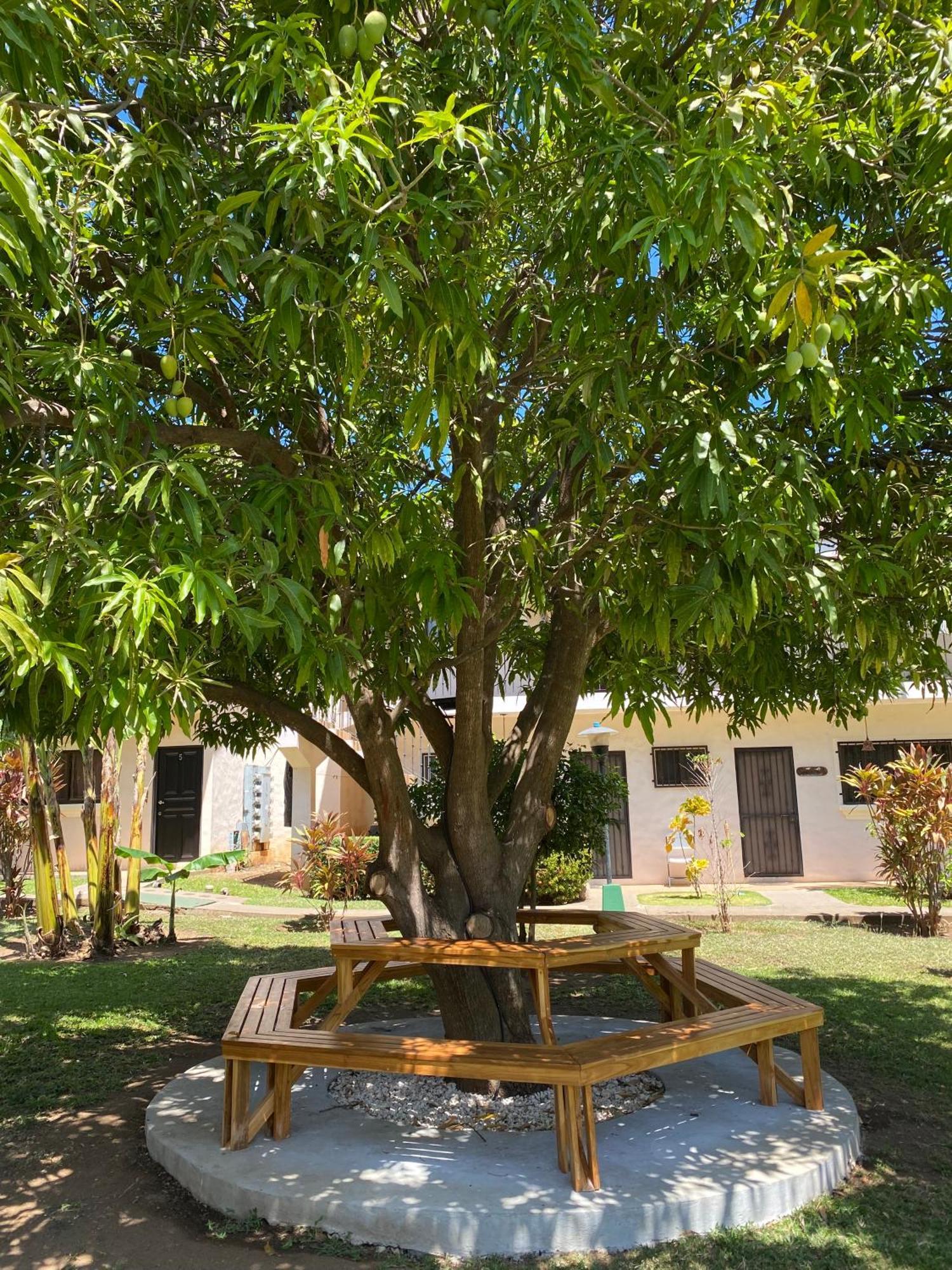 Tucan Ocotal